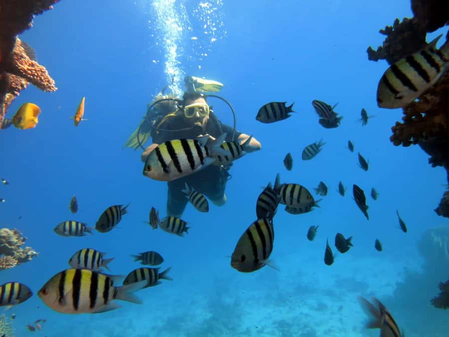 Hurghada: Scuba Diving cruise with lunch & pickup - The good service, and the parts needing caution