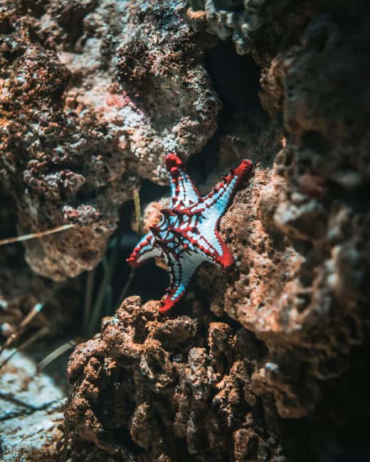 Hurghada: Scuba Diving for Beginners & Certified Divers - The crew and the human side of the trip