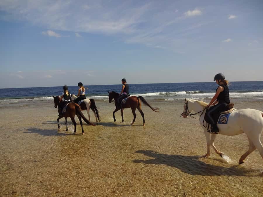 Hurghada: Sea & Desert Horse Tour, Stargazing, Dinner & Show - FAQ