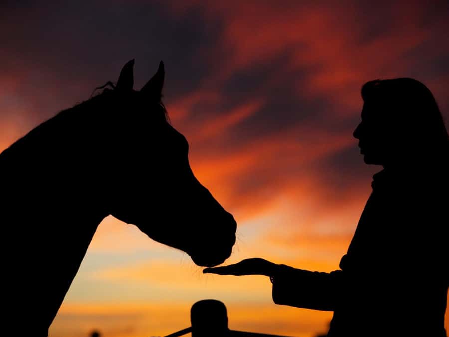 Hurghada: Sea & Desert Horse Tour, Stargazing, Dinner & Show - Meeting the horses and getting ready