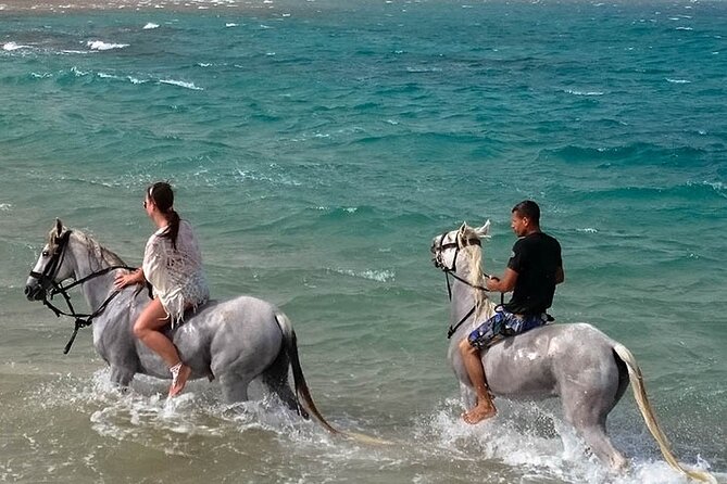 Hurghada: Sea & Desert Horseback Riding, Stargazing, Dinner, Show - Why the Horse Ride Gets the Highest Praise