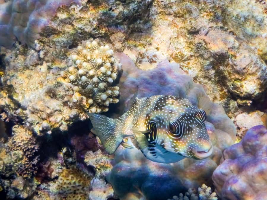 Hurghada: Snorkelling Trip by Speedboat with Hotel Pickup - Why the small group and crew make a difference