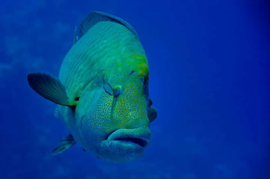 Hurghada: Snorkelling Trip by Speedboat with Hotel Pickup - Morning or sunset: choosing the right departure