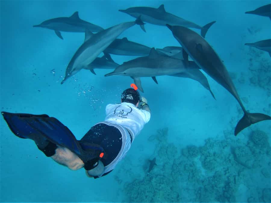 Hurghada: Speedboat Dolphin Watching & Snorkeling with Lunch - Key points before you book