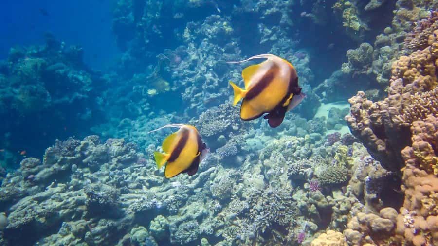 Hurghada: Speedboat Dolphin Watching & Snorkeling with Lunch - Two reef stops with guides in the water
