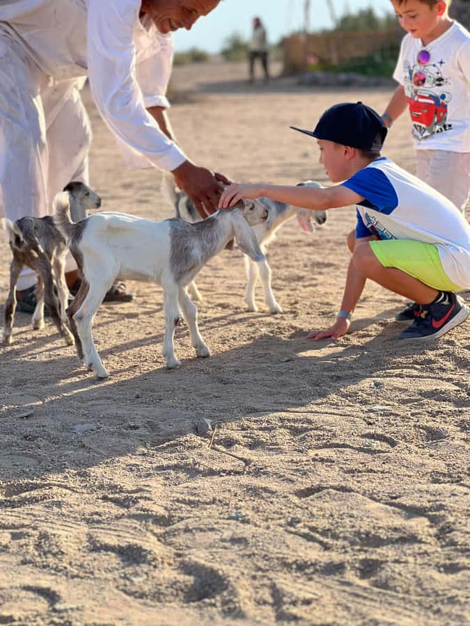 Hurghada: Sunset Camel Ride with Dinner - What the $52 price gets you