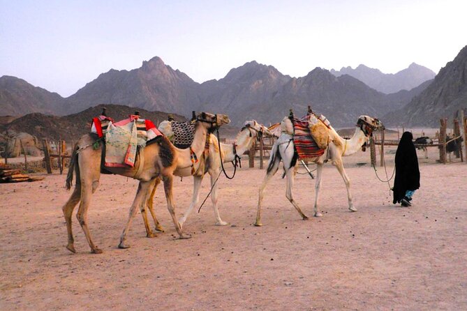 Hurghada Sunset Desert Experience, Bedouin Village & Mandi Dinner - The return to Hurghada around 6:30 pm