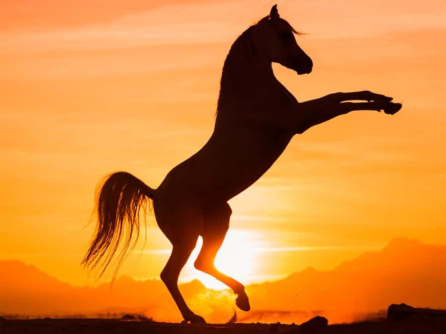 Hurghada: Sunset Sea, Desert Horse W Opt, Dinner, Stargazing - Pickup from Hurghada, Sahl Hasheesh, Safaga, or Makadi Bay
