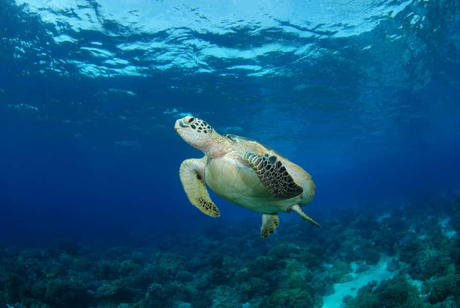 Hurghada: Turtle Bay Speedboat Tour with Snorkeling - Hotel pickup requires attention to detail