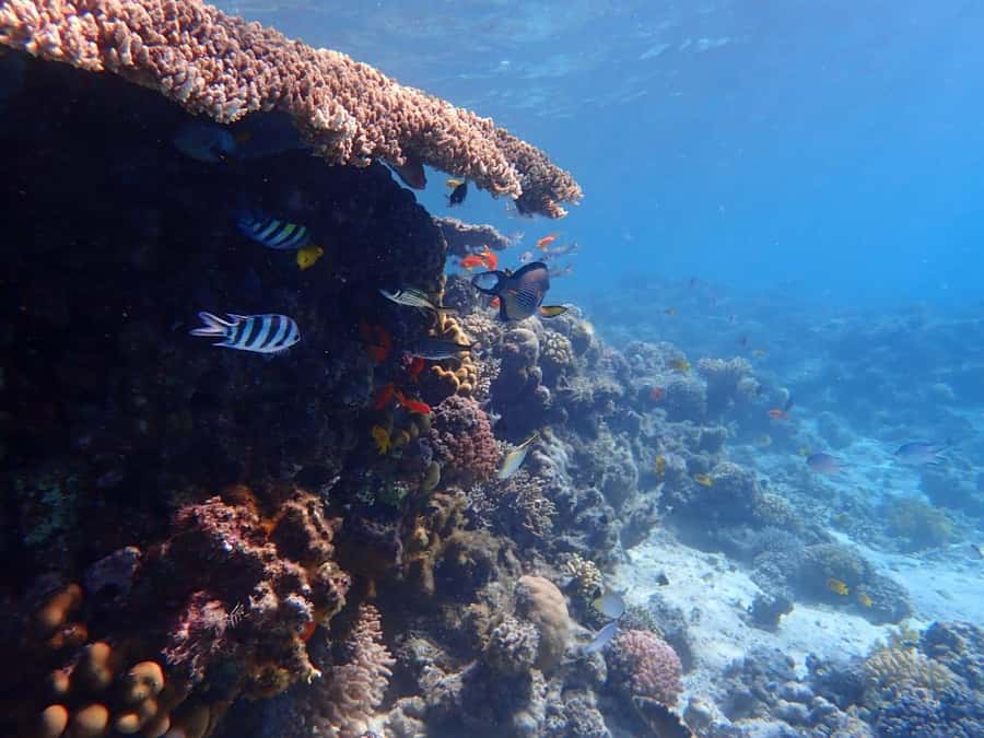 Hurghada: Yacht trip To Magawish island w Snorkeling & Lunch - The day at a glance