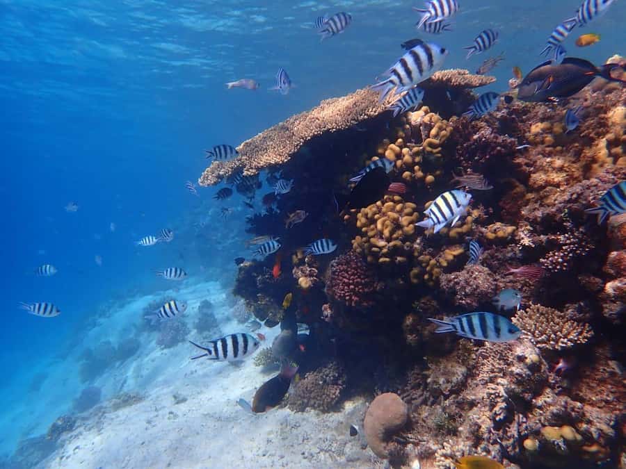 Hurghada: Yacht trip To Magawish island w Snorkeling & Lunch - Setting out on the mega yacht