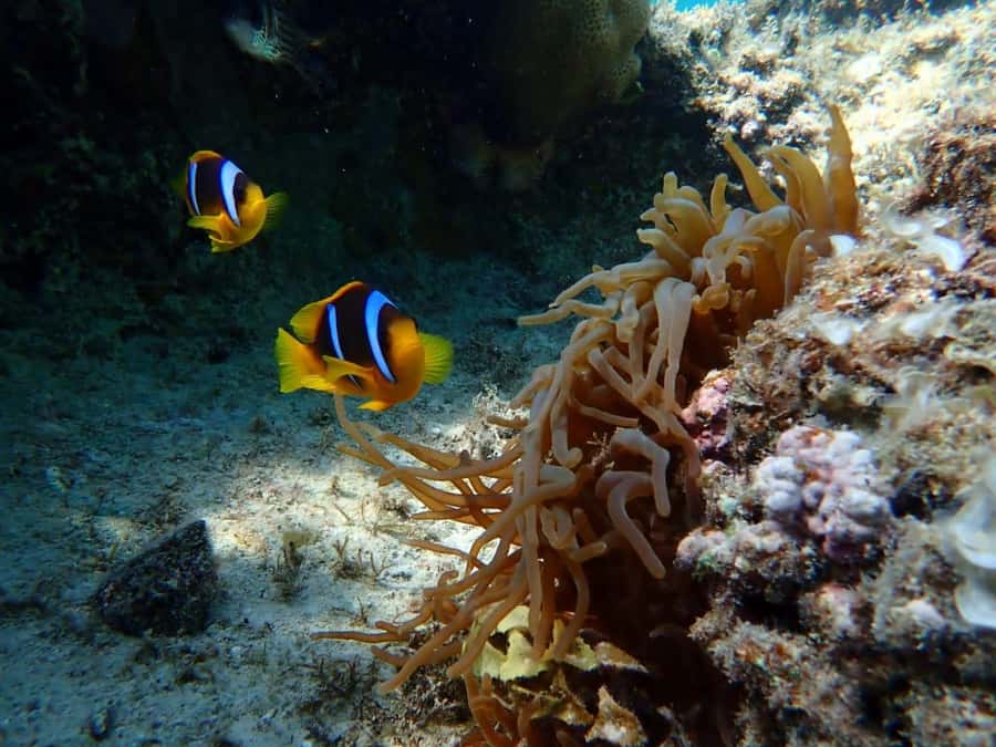 Hurghada: Yacht trip To Magawish island w Snorkeling & Lunch - Lunch and the move toward Magawish Island