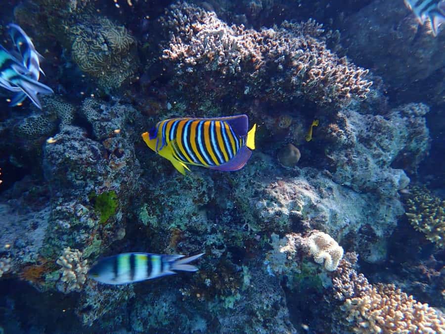 Hurghada: Yacht trip To Magawish island w Snorkeling & Lunch - Two hours on Magawish Island