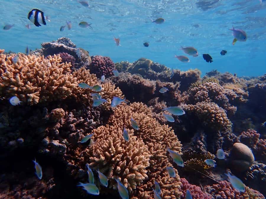 Hurghada: Yacht trip To Magawish island w Snorkeling & Lunch - Price, upgrades, and real value