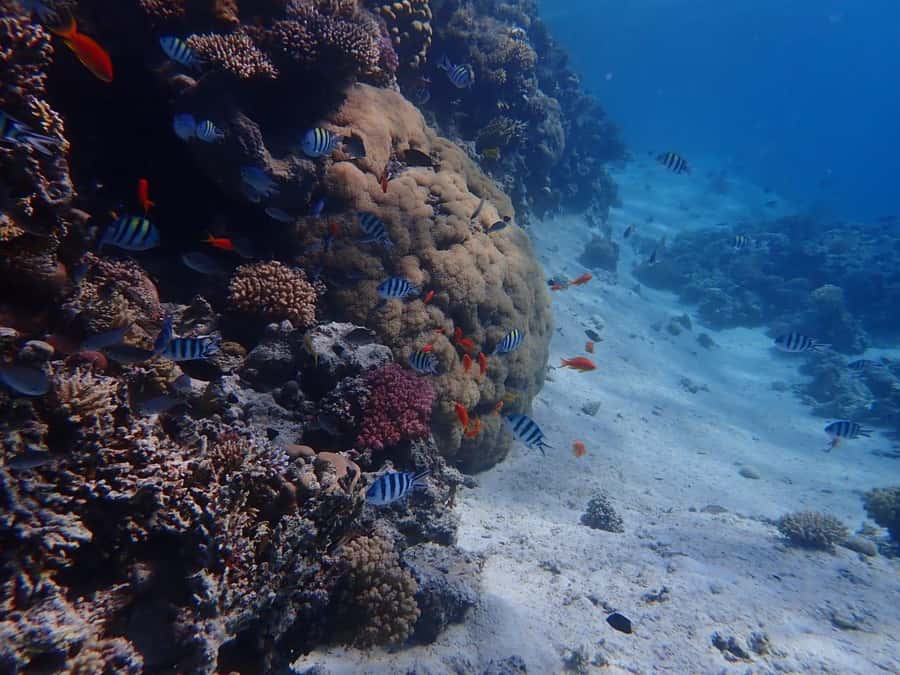 Hurghada: Yacht trip To Magawish island w Snorkeling & Lunch - Hotel pickup and the ride to the harbor