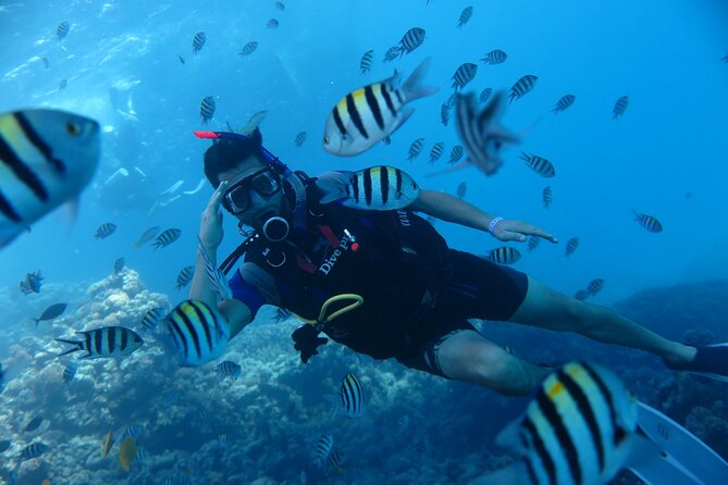 Intro Diving 2 Stops For Beginners with Pick-up and Lunch - Hurghada - Is $40 a fair price?