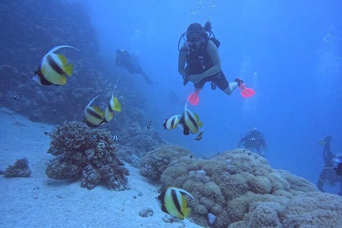 Intro Diving Beginner and Discover Red Sea Underwater - Why this Hurghada scuba trip works for beginners
