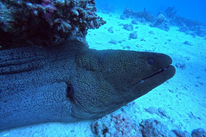 Intro Diving Beginner and Discover Red Sea Underwater - What the $40 price really includes