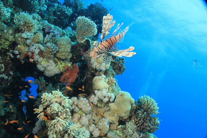 Intro Scuba Diving: 2 Dive Stops With Lunch & transfer - Hurghada - Time to snorkel between sessions