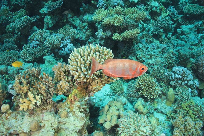 Intro Scuba Diving: 2 Dive Stops With Lunch & transfer - Hurghada - Lunch, drinks, and a view from the boat