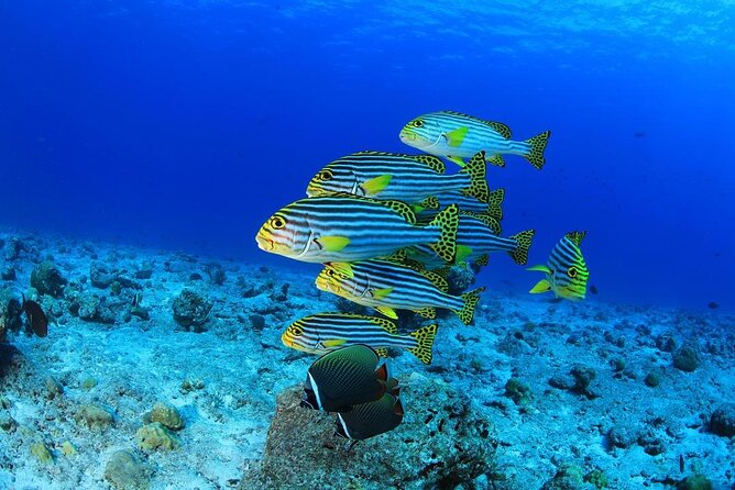 Intro Scuba Diving 2 Stops Trip with Transfers & Lunch - Hurghada - The hour-and-a-half break, lunch, and sea views