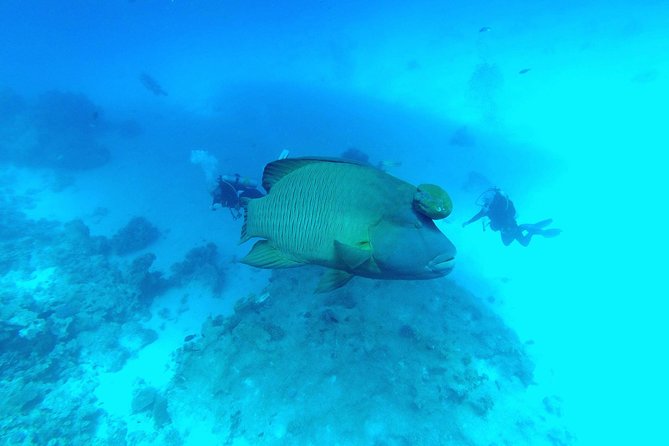 Intro Scuba Diving - Getting ready for your first underwater session