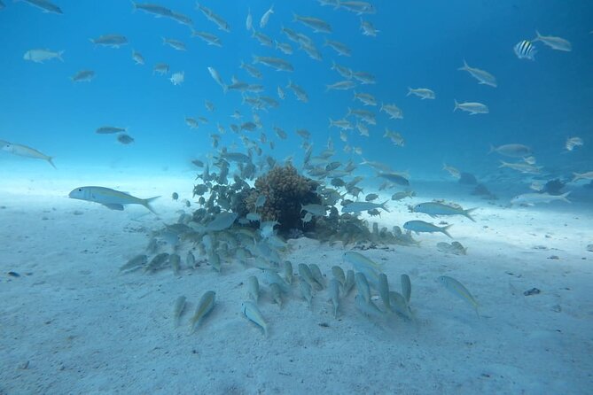 Intro Scuba Diving - Lunch on the boat, with time to swim