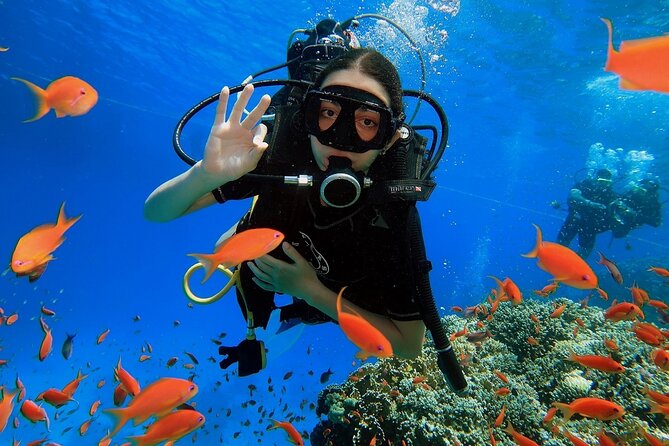 Introduction: Diving from the Reef in Sharm El Sheikh - Key points to know before booking