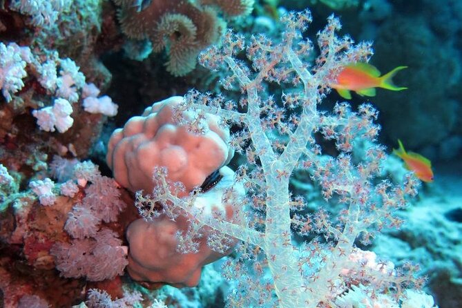 Introduction: Diving from the Reef in Sharm El Sheikh - Entering the reef through sandy water at 6 or 7 meters