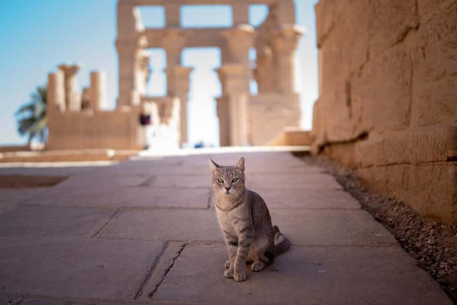 Luxor: Private Full-Day Customized Tour With Carriage Ride - How the guides shape the day
