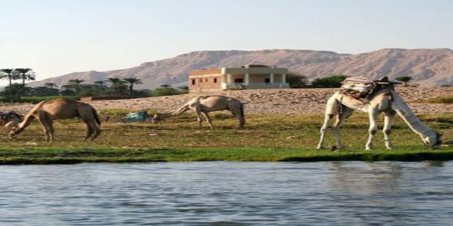 Luxor: Scenic Camel or Horse Ride - Choosing between a camel and a horse