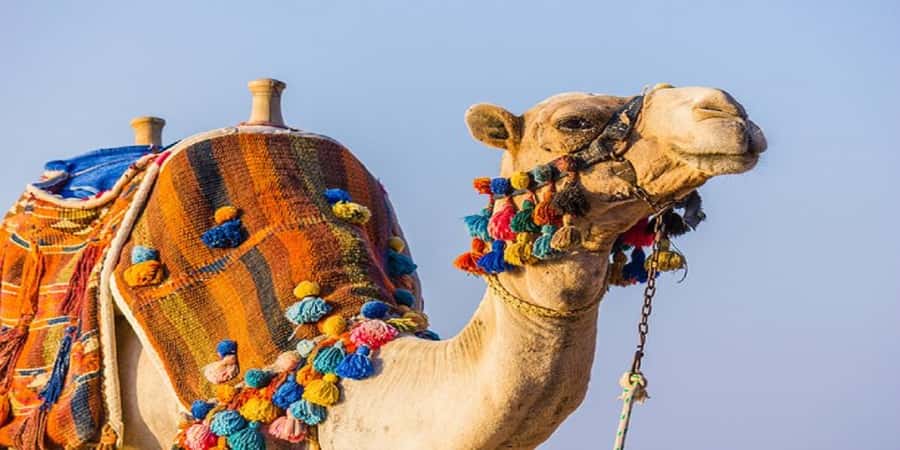 Luxor: Scenic Camel or Horse Ride - Crossing the Nile to Luxor’s West Bank