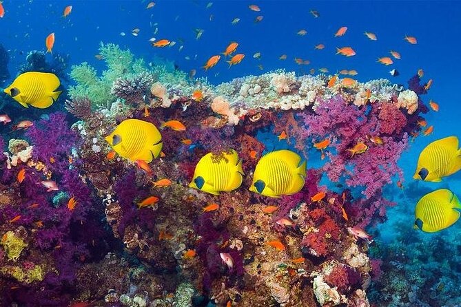 Luxury Cruise to Orange Bay and paradise island Trip-Hurghada - Orange Beach, white sand, and a second hour and a half