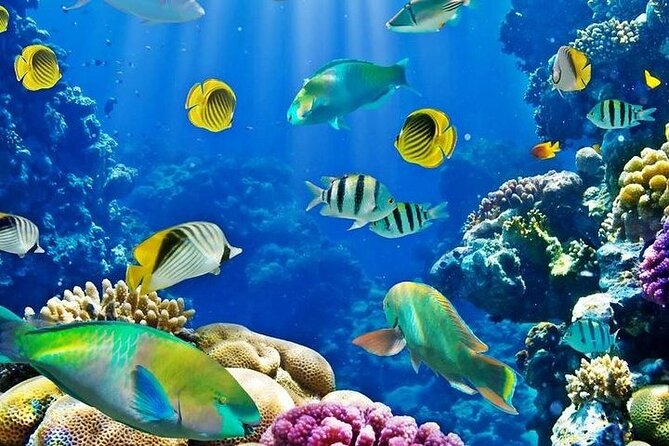 Luxury Cruise to Orange Bay and paradise island Trip-Hurghada - Is $27.96 a good price?