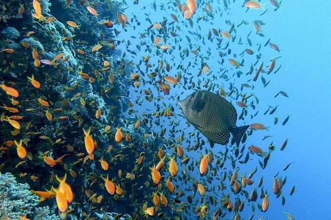 Luxury Cruise to Orange Bay and paradise island Trip-Hurghada - Who will enjoy this cruise most?