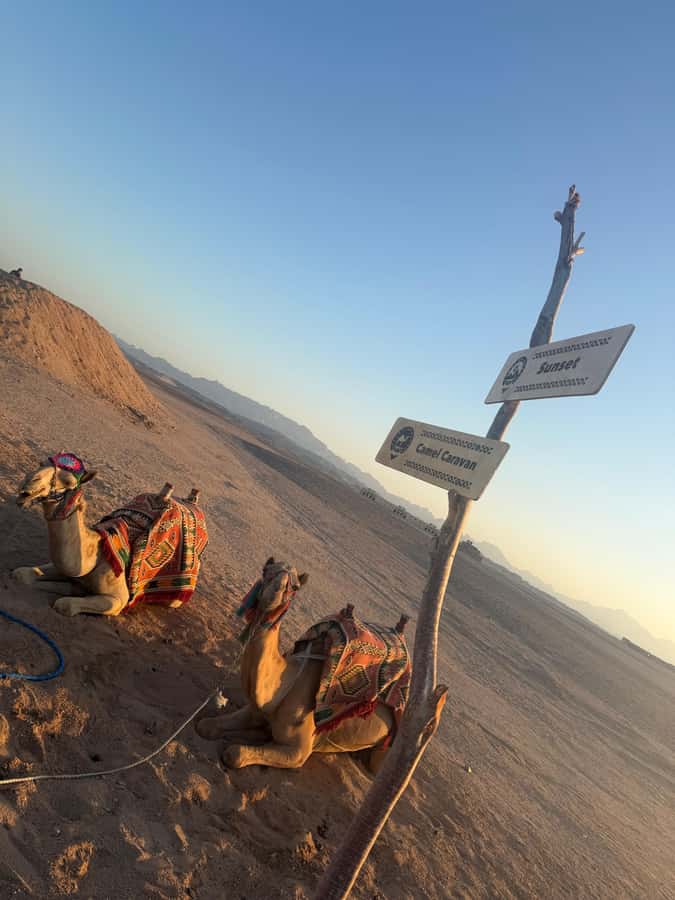 Makadi Bay: BADU Luxury Bedouin Dinner Experience & Stargaze - A 30-minute ride from the Red Sea resorts