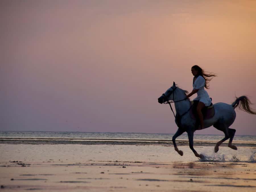 Makadi Bay: Horse Riding in Desert & Sea w Guide + Transfers - Who will enjoy this Makadi Bay ride?