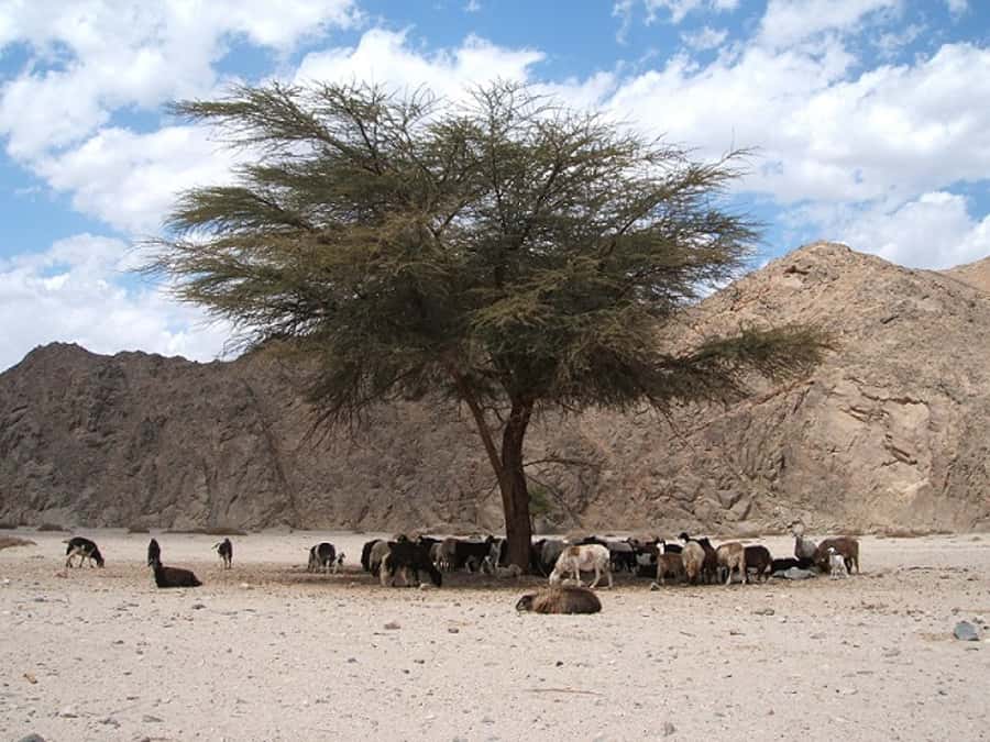 Makadi Bay: Jeep Safari Adventure with Bedouin guide - Quad bikes and buggies: useful bonus or frustrating surprise?