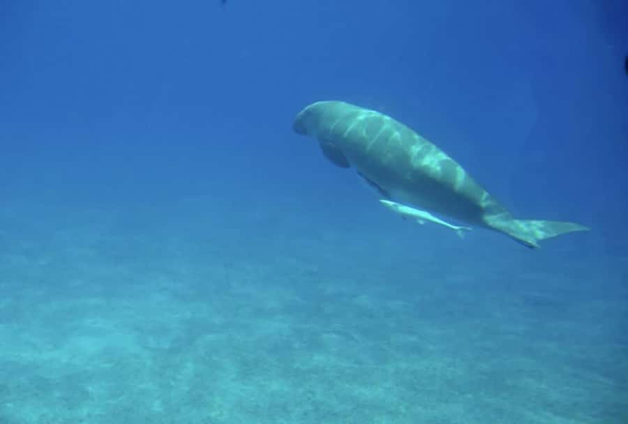 Makadi Bay: Royal Seascope Submarine Cruise & Snorkel stop - The 45-minute underwater viewing cabin