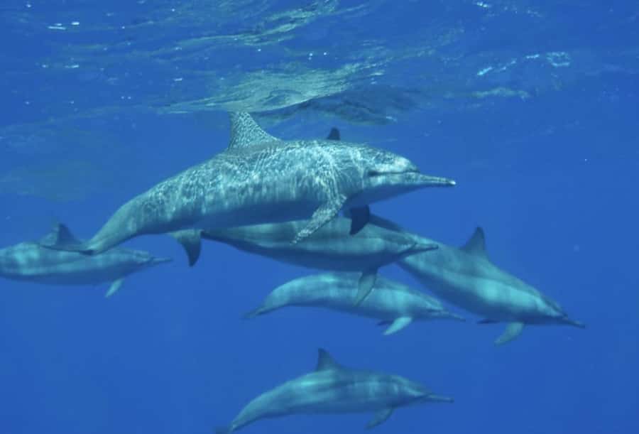 Makadi Bay: Royal Seascope Submarine Cruise & Snorkel stop - Who should book this Royal Seascope trip?