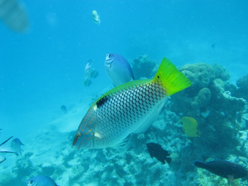 Makadi Bay: Snorkelling and Diving Island Trip - What This $47 Red Sea Day Really Includes