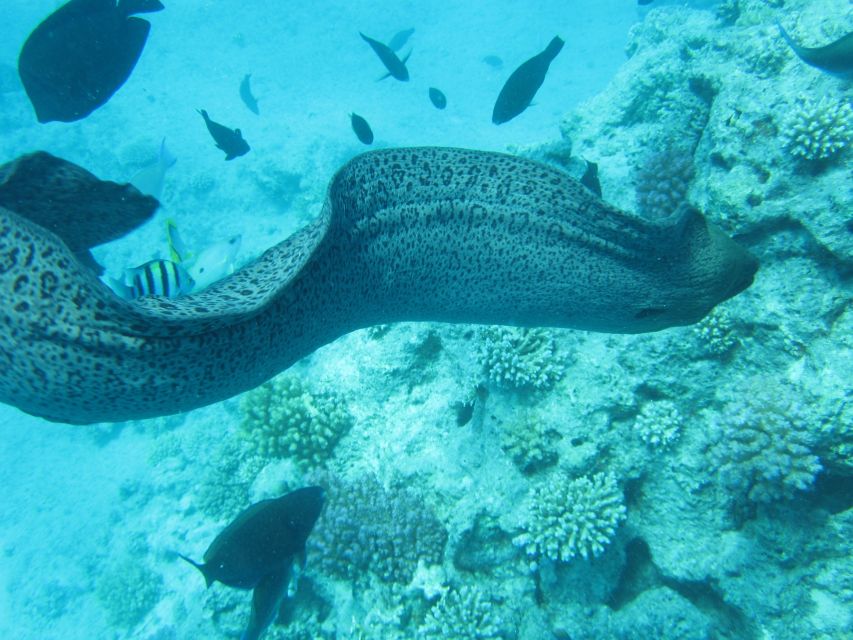 Makadi Bay: Snorkelling and Diving Island Trip - The Route Question: Giftun Island Or Orange Bay?