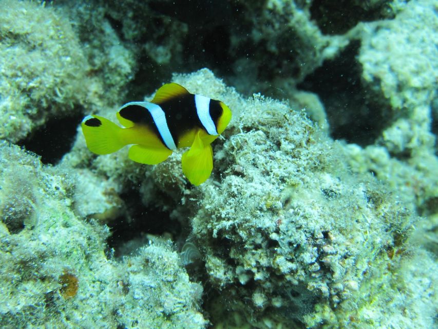 Makadi Bay: Snorkelling and Diving Island Trip - How Long The Day Takes