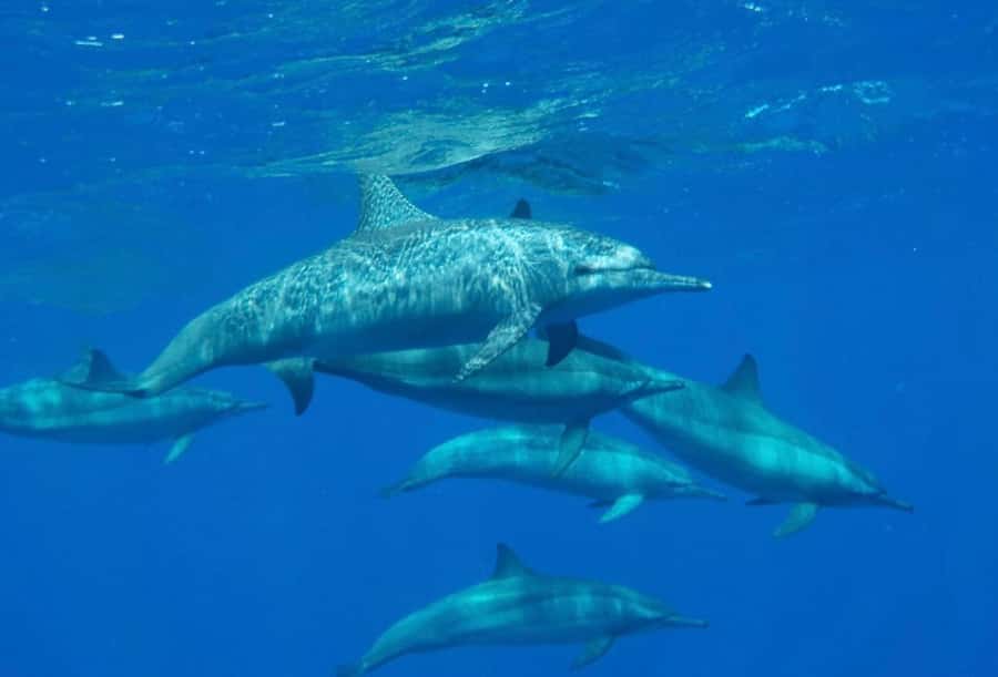 Marsa Alam: Royal Seascope Submarine Cruise with Pickup - Forty-five minutes behind the glass