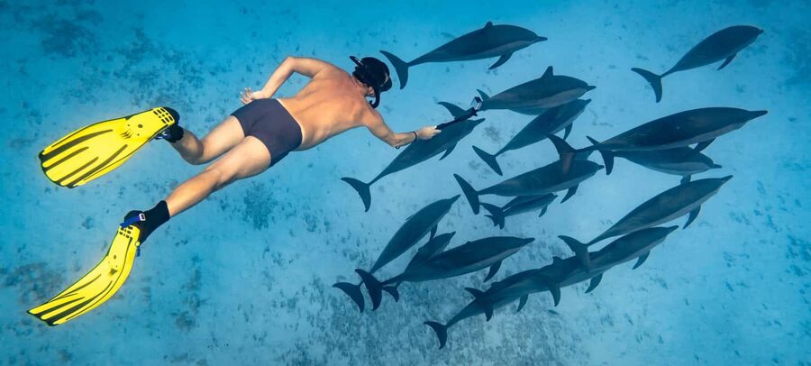 Marsa Alam:Sataya Reefs Dolphin Snorkeling Cruise with Lunch - The real prize at Sataya Reef