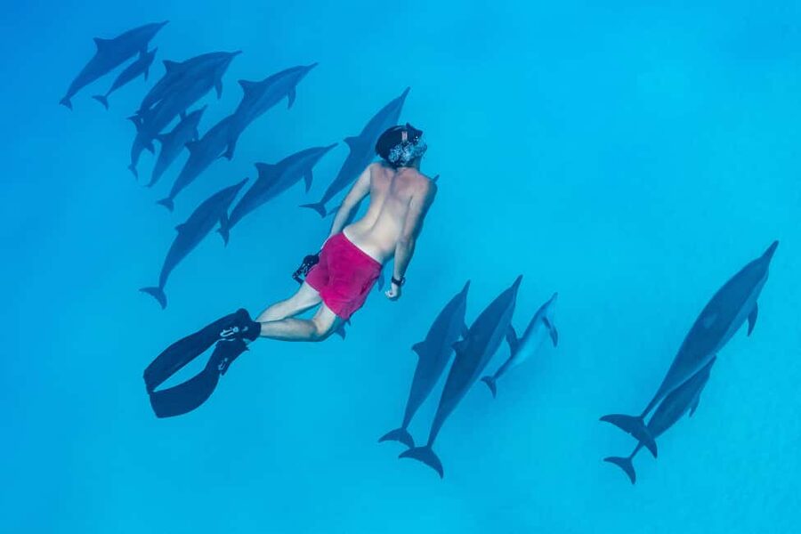 Marsa Alam:Sataya Reefs Dolphin Snorkeling Cruise with Lunch - Two guided snorkeling sessions in clear water