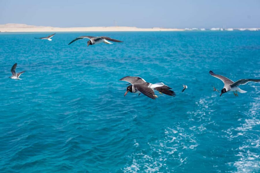 Marsa Alam:Sataya Reefs Dolphin Snorkeling Cruise with Lunch - What happens if the dolphins do not appear