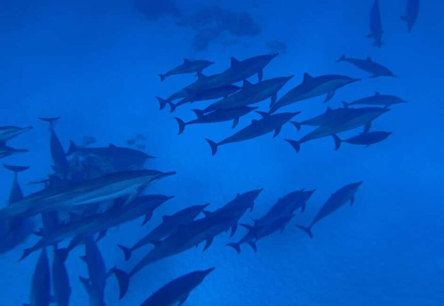 Marsa Alam:Sataya Reefs Dolphin Snorkeling Cruise with Lunch - What to pack for a day at sea