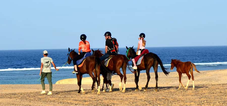 Marsa Alam: Sea and Desert Horse Riding Tour - Price and value at $33