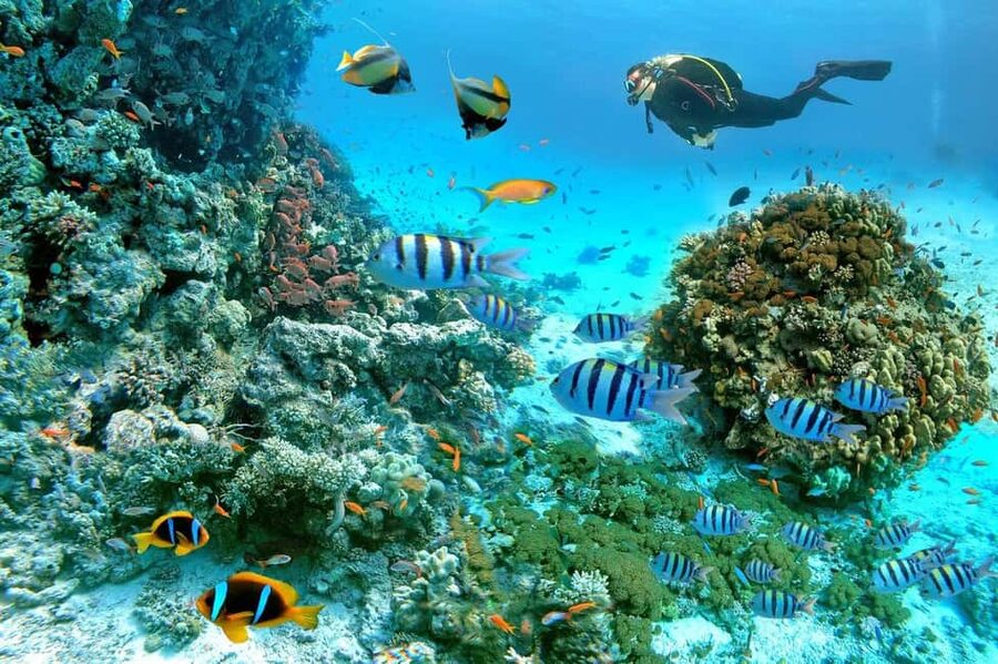 Marsa Alam: Snorkeling with Sea Turtles Marsa Mubarak - What makes this Marsa Mubarak trip worth considering